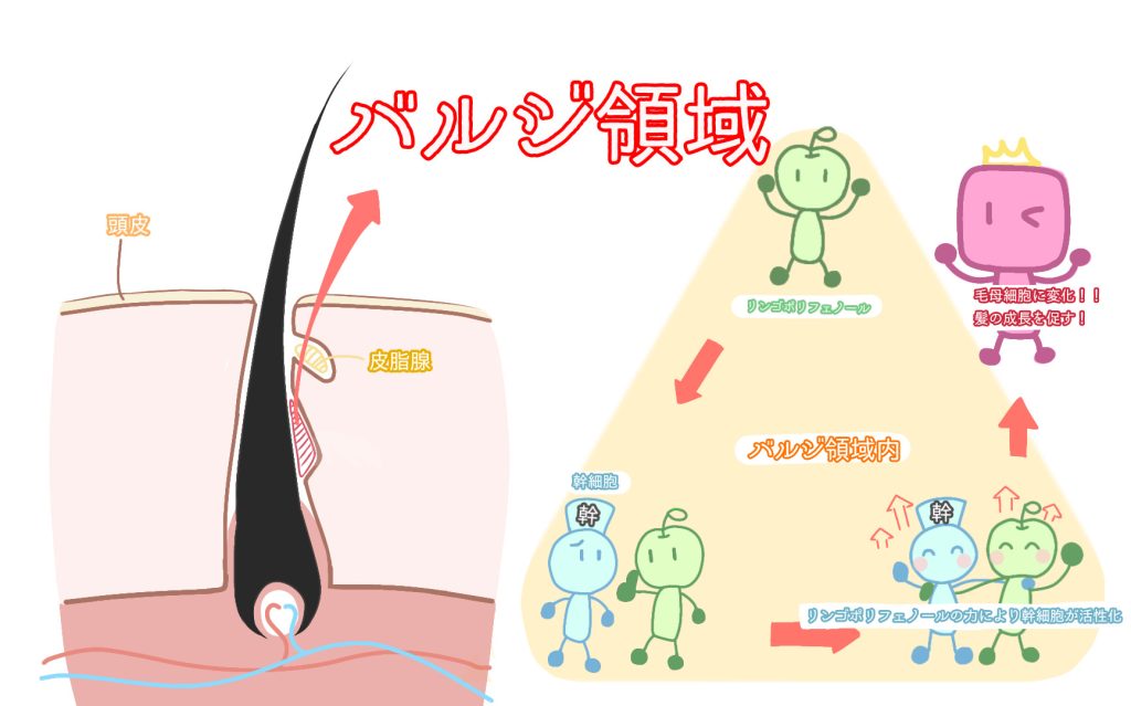 リンゴには育毛効果が期待できるって本当 リンゴポリフェノールの薄毛への効果とは スーパースカルプ発毛センター吉祥寺駅前店